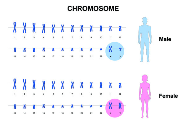 ヒトの染色体