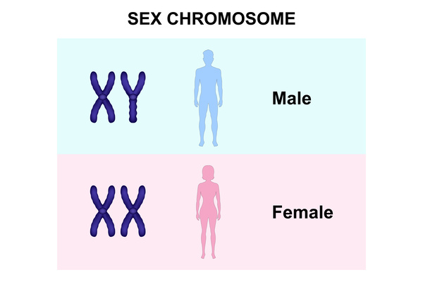 性染色体, X染色体, Y染色体