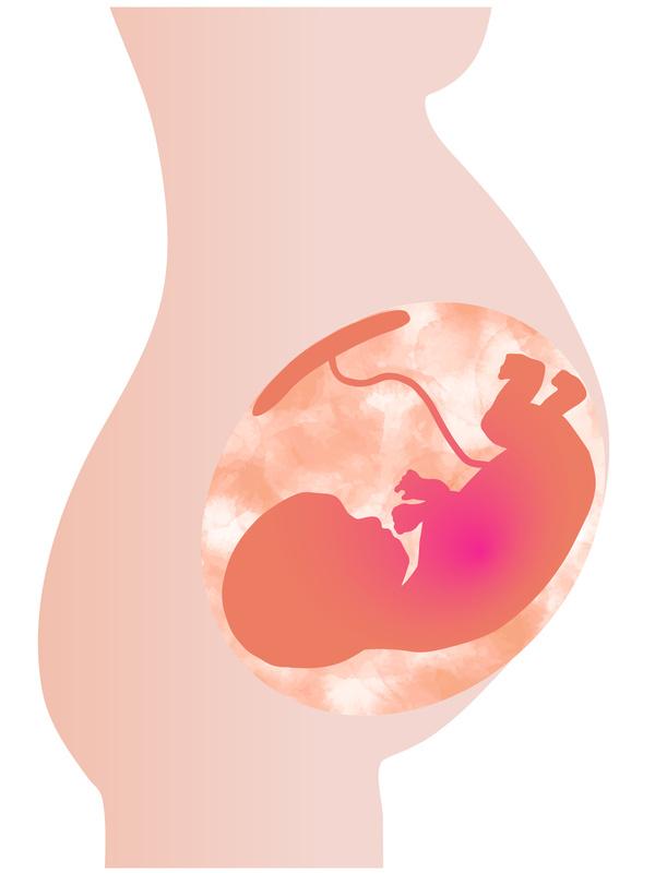 胎盤と胎児