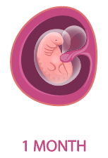 妊娠1ヵ月の胎児