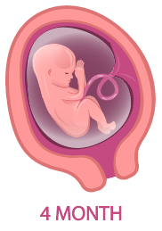妊娠4ヵ月の胎児