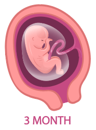 妊娠3ヵ月の胎児