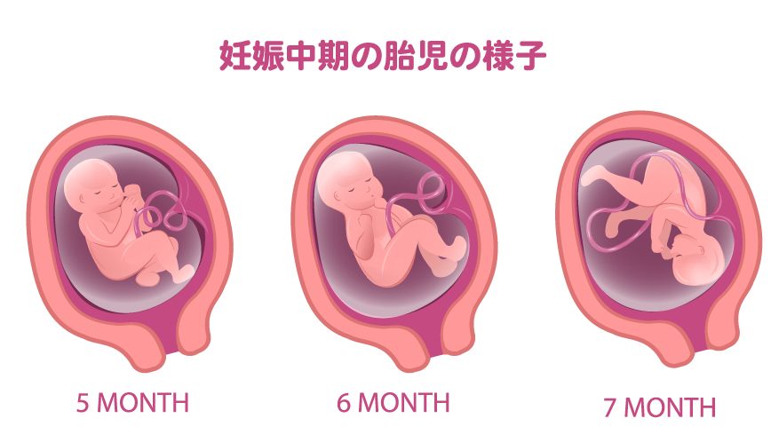 妊娠中期の胎児の様子