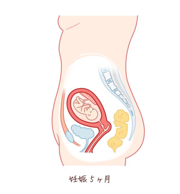 胎児の成長（妊娠5ヶ月）のイラスト