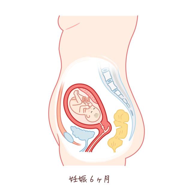 胎児の成長（妊娠6ヶ月）のイラスト