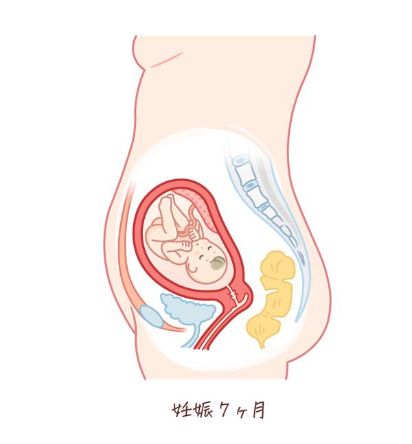 胎児の成長（妊娠7ヶ月）のイラスト