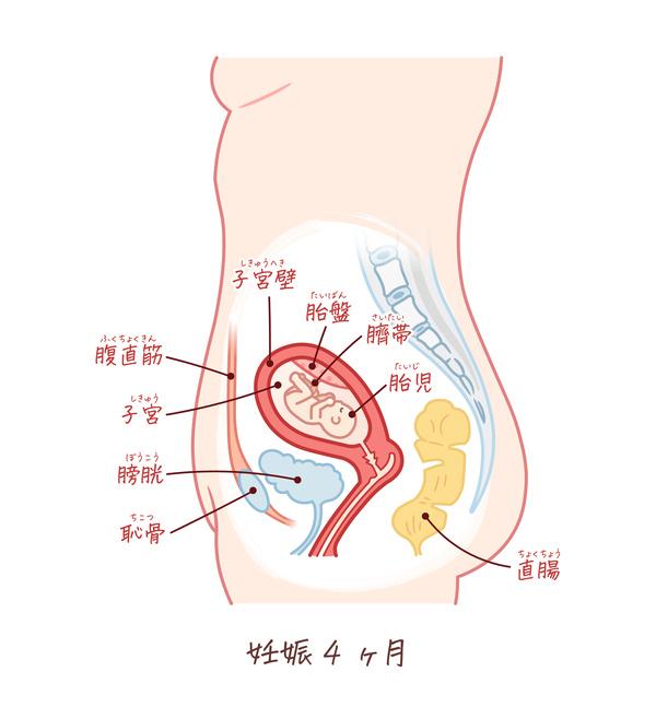 妊娠4ヶ月の胎児の成長