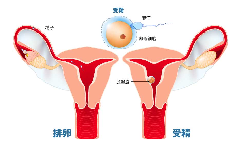 排卵と受精
