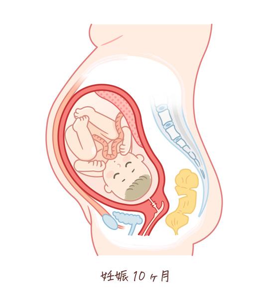 臨月の胎児のイラスト