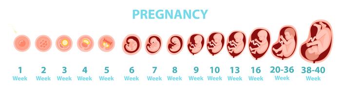 妊娠週数別胎児の発生